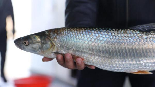 湖南沅水鼎城段首次监测到濒危物种鳤鱼,体长62厘米 湖南沅水鼎城段首次监测到濒危物种鳤鱼,体长62厘米
