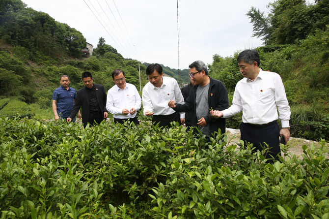 龙献忠一行实地查看茶园湾村的茶园产业。 龙献忠一行实地查看茶园湾村的茶园产业。